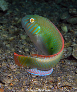 Green Razorfish Turning by Suzan Meldonian 